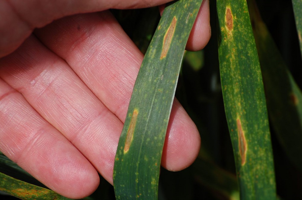 Septoria tritici symptoms in wheat